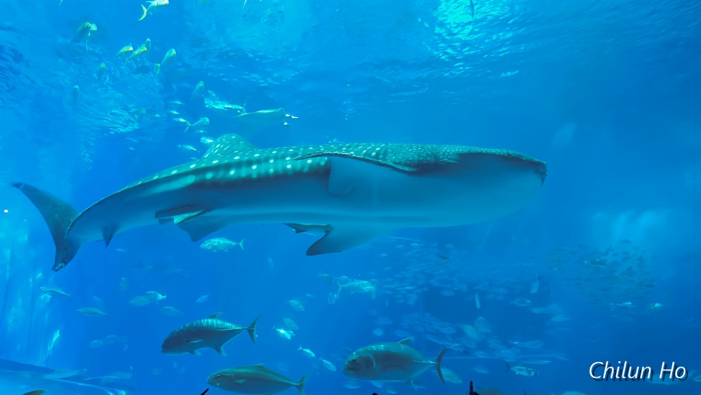 沖縄美ら海水族館